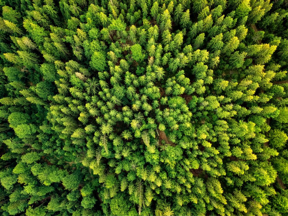 Forest 1
