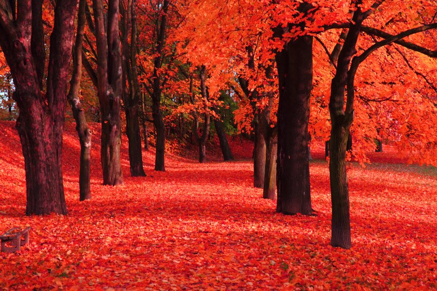 Forest 2